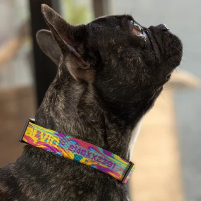 Hundehalsband - Mehrfarbig