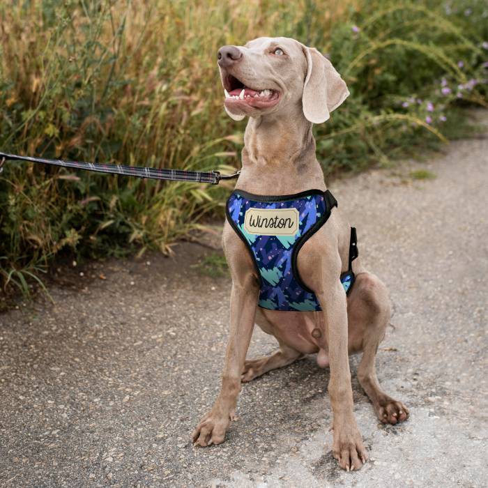 Personalisierter Hundegeschirr - Mit Namen