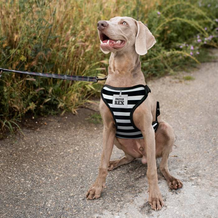 Personalisierter Hundegeschirr - Gefängnis