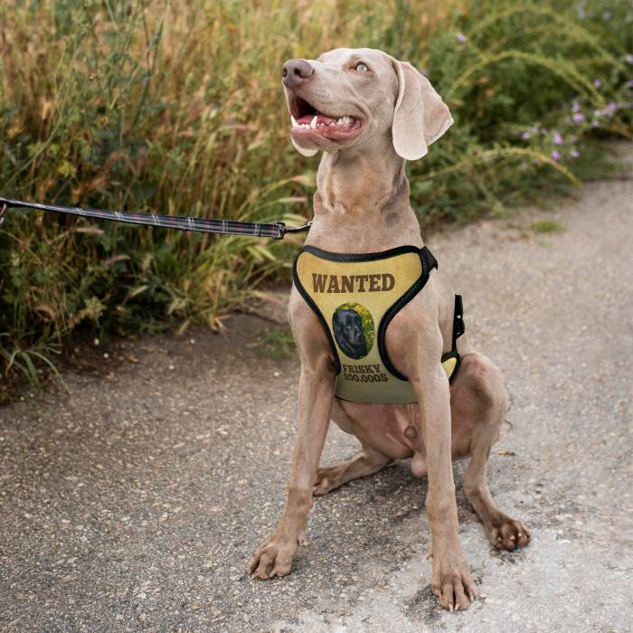 Personalisierter Hundegeschirr - Wanted